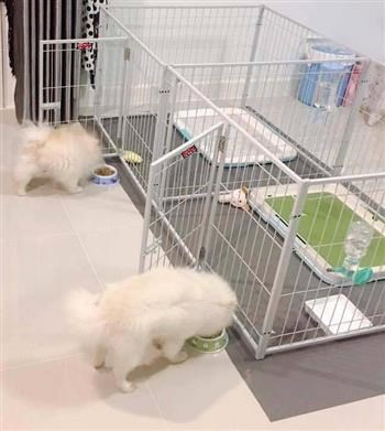   Dieses Freilaufgitter ist geeignet f&uuml;r Kleintiere. Es ist stabil verschraubt, um ein Ausbrechen der Tiere verhindern zu k&ouml;nnen.   
   Besonderheit hierzu : Zwei einzelne T&uuml;ren und einem Zwischengitter, damit die Tiere getrennt gehalten werden k&ouml;nnen.    
   Das Gitter kann au&szlig;erdem an den   Verschraubungen auseinander gebaut werden. Somit k&ouml;nnen Sie den Freilauf   ganz einfach von Ort zu Ort transportieren. Selbst in zusammen  gebauter  Form ist es nicht zu gro&szlig; und zu schwer um es an einen anderen  Platz zu  tragen.  
  Sieben Gitter mit Verschraubungen incl. Trenngitter und zwei eingebauter T&uuml;ren (44x76cm)   